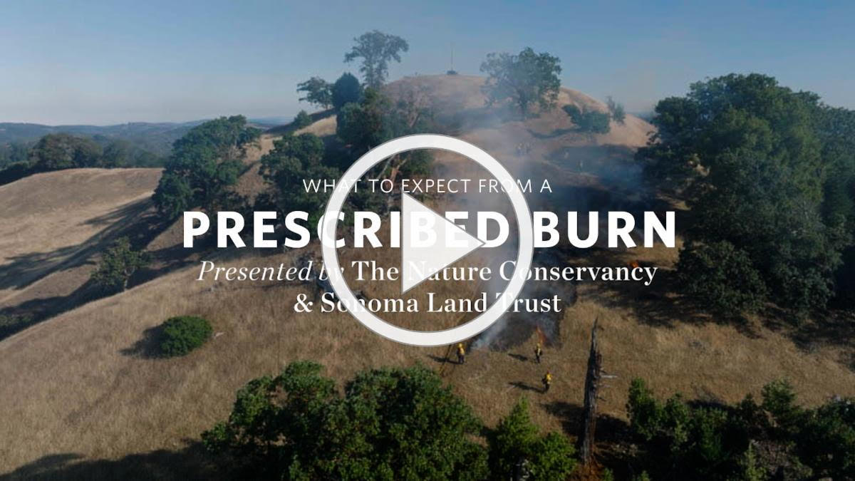 What to expect from a prescribed burn (You Tube)